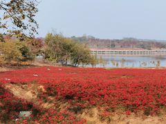 -南京枫彩漫城