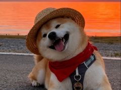 -北京派仕佳德动物医院·超导核磁·CT·神经科·骨科·内外科·急重症管理中心