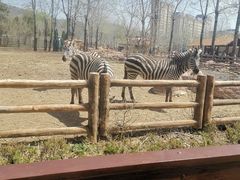 -大连森林动物园