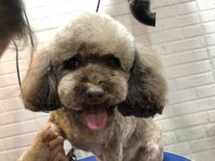 -PETKIT小佩宠物(古北店)