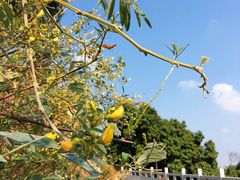 -阳台山森林公园