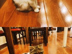 -猫小院猫主题咖啡厅(北锣店)