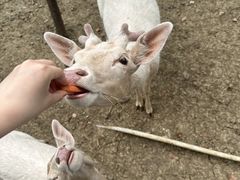 -常州淹城野生动物世界