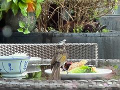 -深圳四季酒店·馥自助餐厅