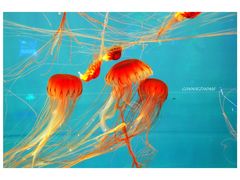 -多彩贵州城极地海洋世界