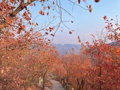 -周口店坡峰岭风景区