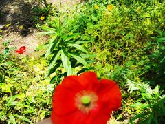 -合肥滨湖国家森林公园