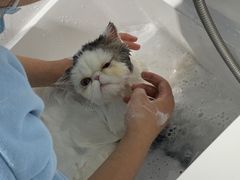 -老吴的猫·猫舍(新区店)