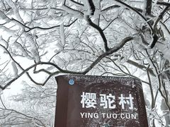 -紫金山山顶公园