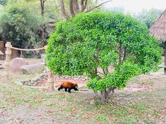 -上海野生动物园老虎餐厅