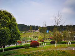 -铁山坪森林公园