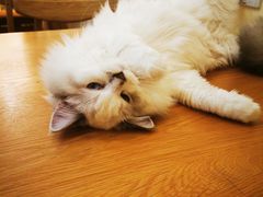 -滚猫咖啡·猫咖·猫友好撸猫(未来城店)