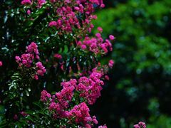 -国家植物园
