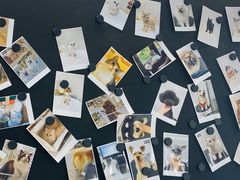 -comecome来吧宠物(奥克斯中心店)