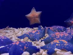 -青岛海底世界-水族馆