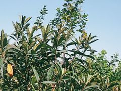 -武汉世外桃源农庄