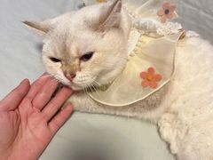 -猫大福·Fortune Cat猫舍(百子湾店)