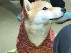 -逗柴咖啡屋·狗咖猫咖宠物桌游