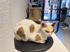 -琪喵猫屋·撸猫猫咖·猫舍