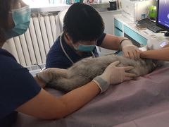 -北京观赏动物医院·24小时大型综合·猫专科·异宠专科
