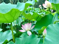 -莲花池公园