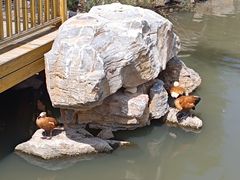 -青藏高原野生动物园