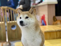 -柴源莊·柴小宠柴犬咖啡