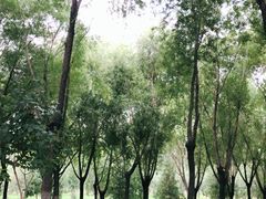 -大兴滨河森林公园