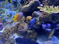 -暹罗海洋世界