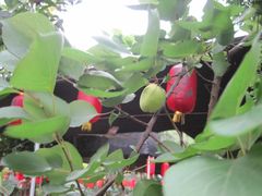 IMG_&nbsp;007-三圣花乡旅游区