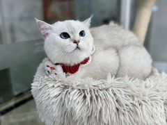 -爱洗澡的猫(天河路店)