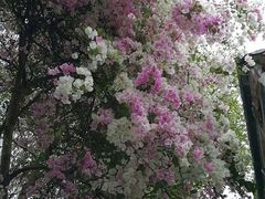 -深圳国际园林花卉博览园