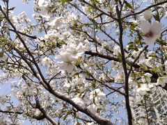 -西北湖绿化广场