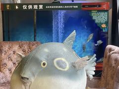 -肆月河豚·新淮扬(金融街店)