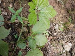 -广州神农草堂中医药博物馆