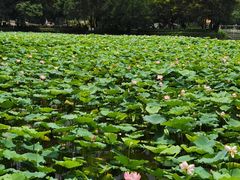 -荔湾湖公园