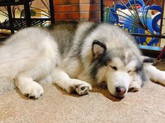 -more than meow吴止猫主题餐厅(承德 中船汇店)