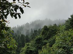 -武陵山森林公园