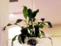 -榖屋house of flour(张江首店)