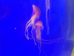 -上海海洋水族馆