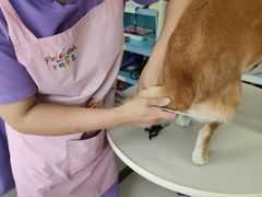 -北京观赏动物医院·24小时大型综合·猫专科·异宠专科