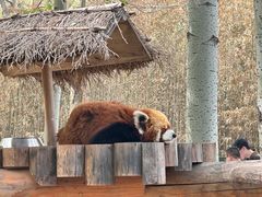 -北京野生动物园