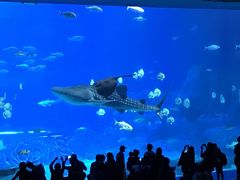-烟台海昌鲸鲨海洋公园