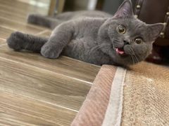 -猫大福·Fortune Cat猫舍(百子湾店)
