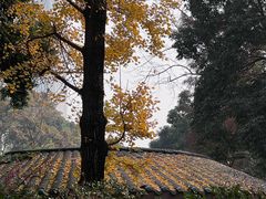 -成都市活水公园