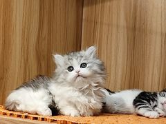 -欣宠猫屋·矮脚拿破仑·蓝金金渐层