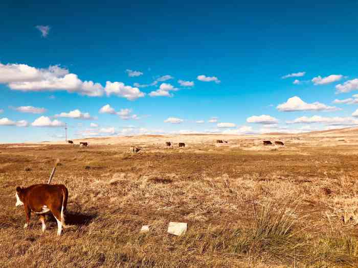 白音锡勒牧场景区-"把车开出张家口后,视野和心胸瞬间就开阔了.