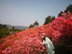 -木兰云雾山