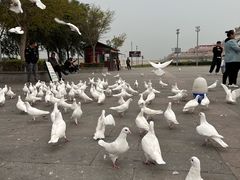 -天津妈祖文化园