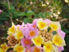 -曼听御花园